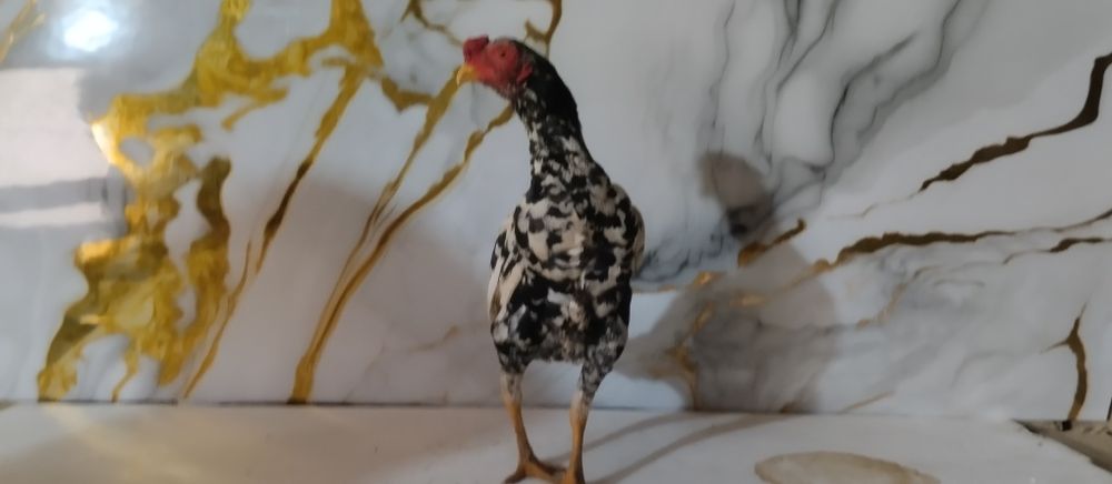 Ko shamo tozasi aprel xoʻrozchasi