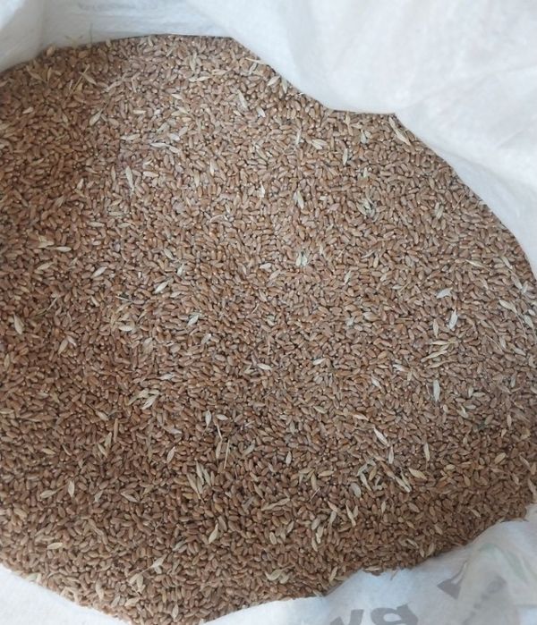 Bugʻdoy sotiladi bu