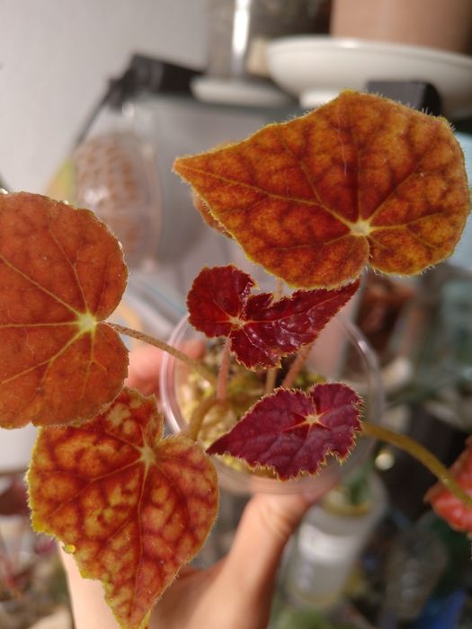 Бегония Autumn ember