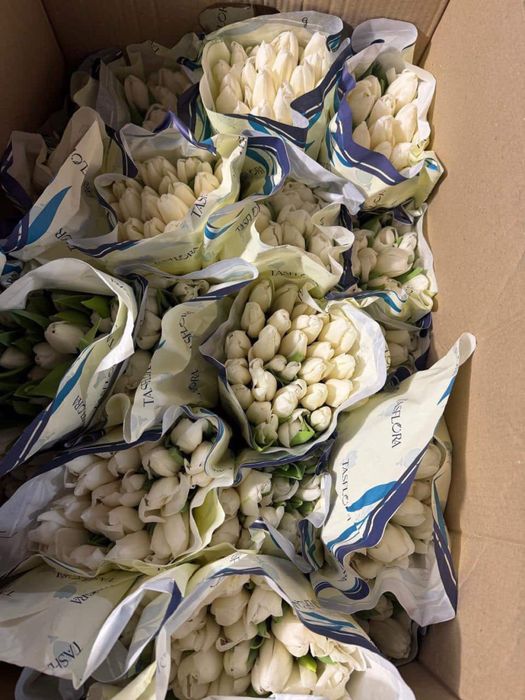 Тюльпаны, предзаказ, 700 тг