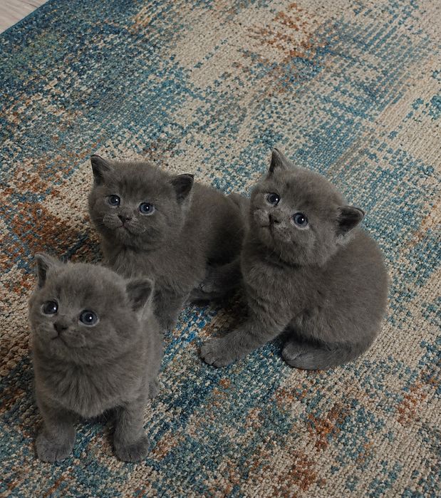 Британские котята