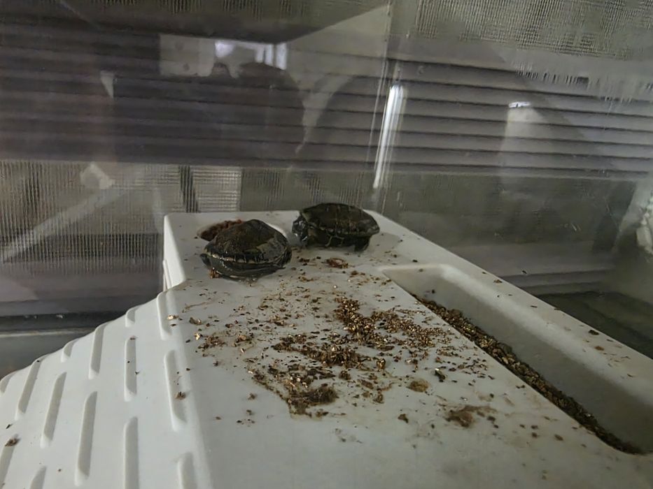 Продам аквариум с черепашками 2шт