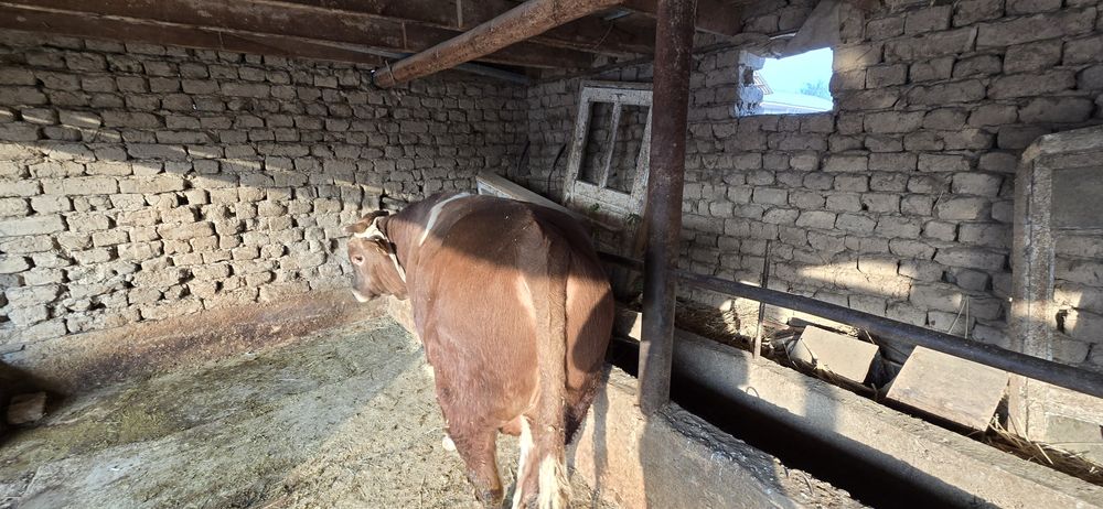 Бұқа сатылады, симментал