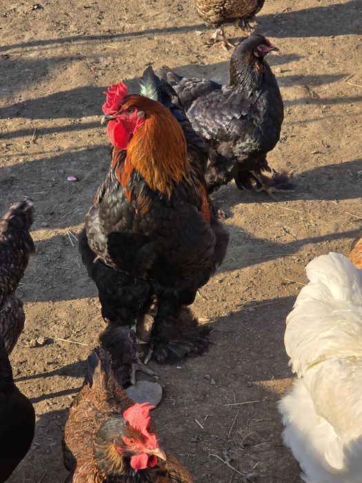 Vând cocoși de rasă foarte frumoși  din primăvară  NEGOCIABIL