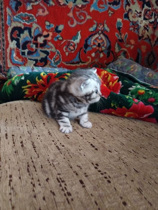 Продам породистых британцев