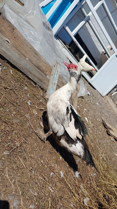 Продаются селезни индоутки