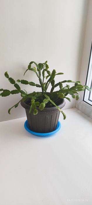 Продам цветы комнатные