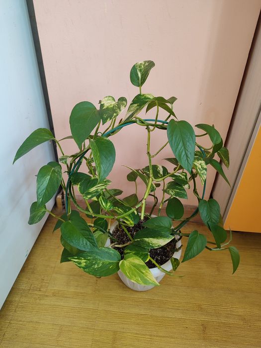 Комнатные цветы недорого ухоженные