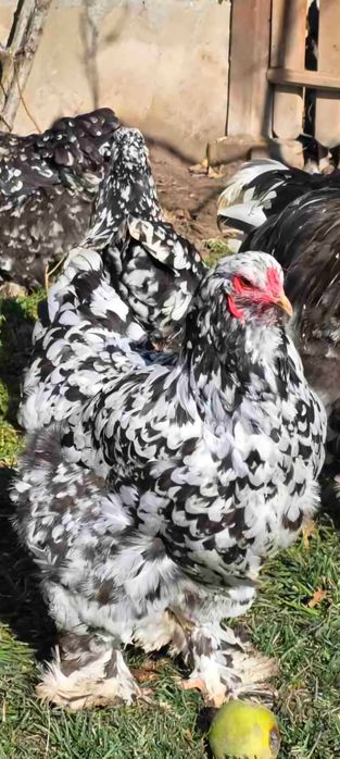 Продавам разплодни яйца от Мозаечна брама [Mottled Brahma]