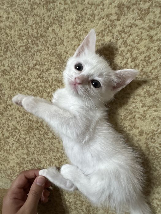 Отдам в хорошие руки