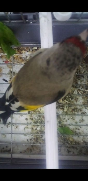 Norchi sotiladi holdor marjonli