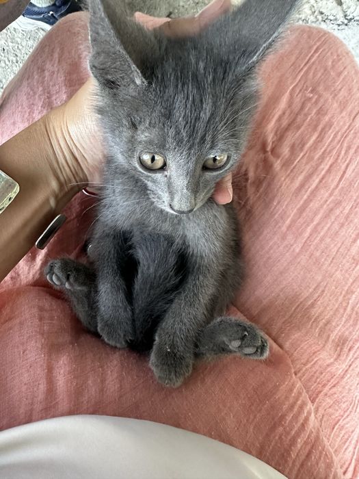 Котенок мальчик в добрые руки