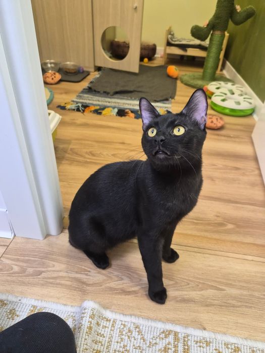 Motanul black beauty