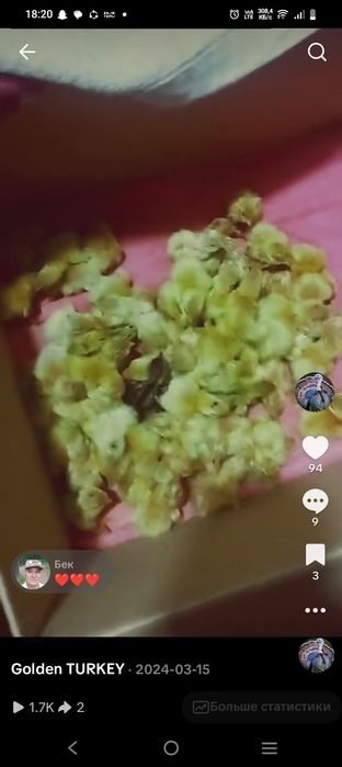 Бөдене балапан суточный сатылады срочно