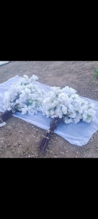 Хитой суний гуллари