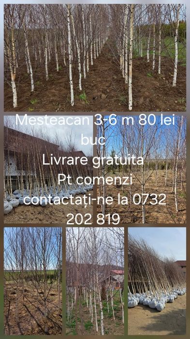 Mesteacăn, tei, frasin,tuia,magnolii