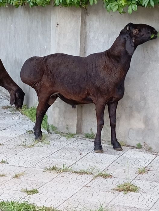 Хусори кучкор сотилади