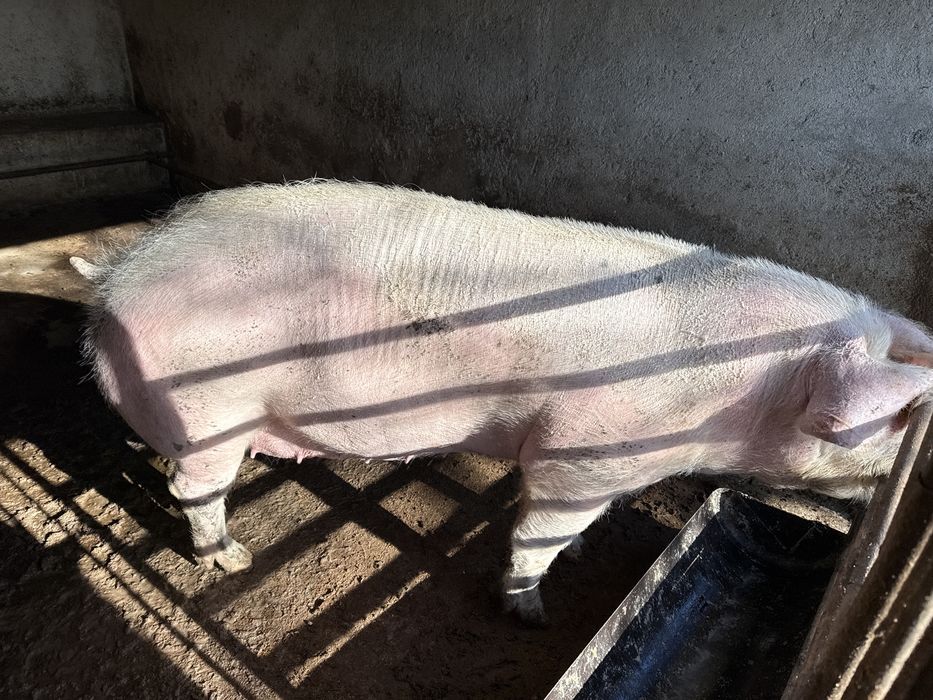 Свине 4 лева за килограм