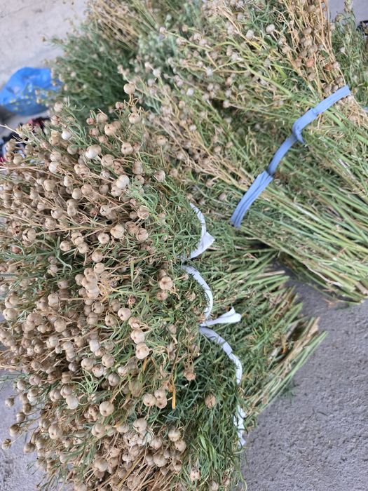 Адыраспан тек (только) оптом