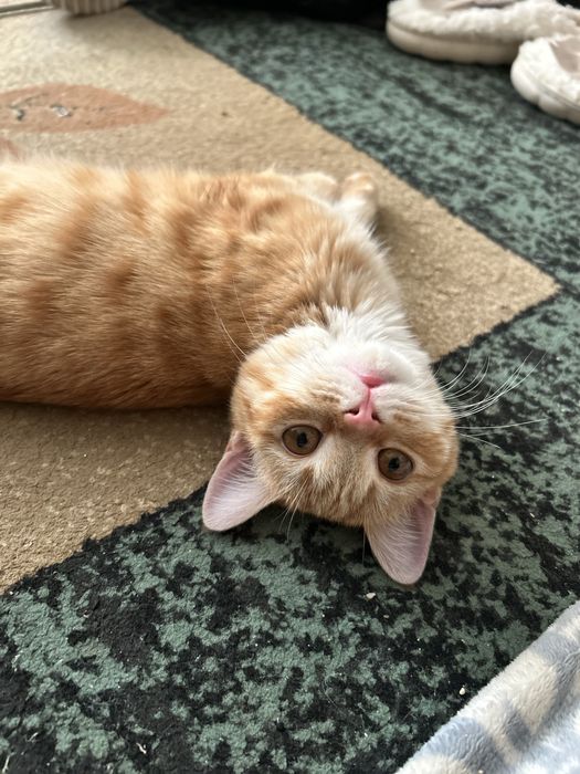 Котенок скоттиш  страйт