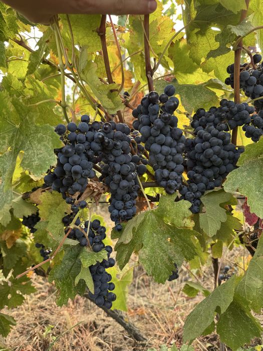 Merlot de vanzare!