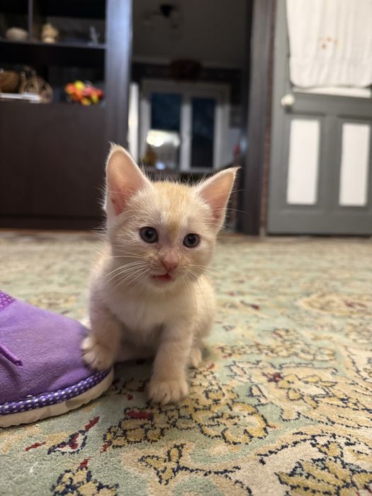 Отдам котят , все мальчики