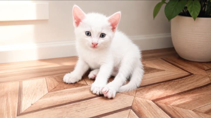 Котенок турЕцкоЙ анГоры