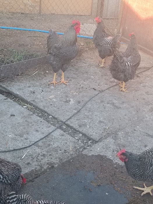 Găini Plymouth rock barat 1an