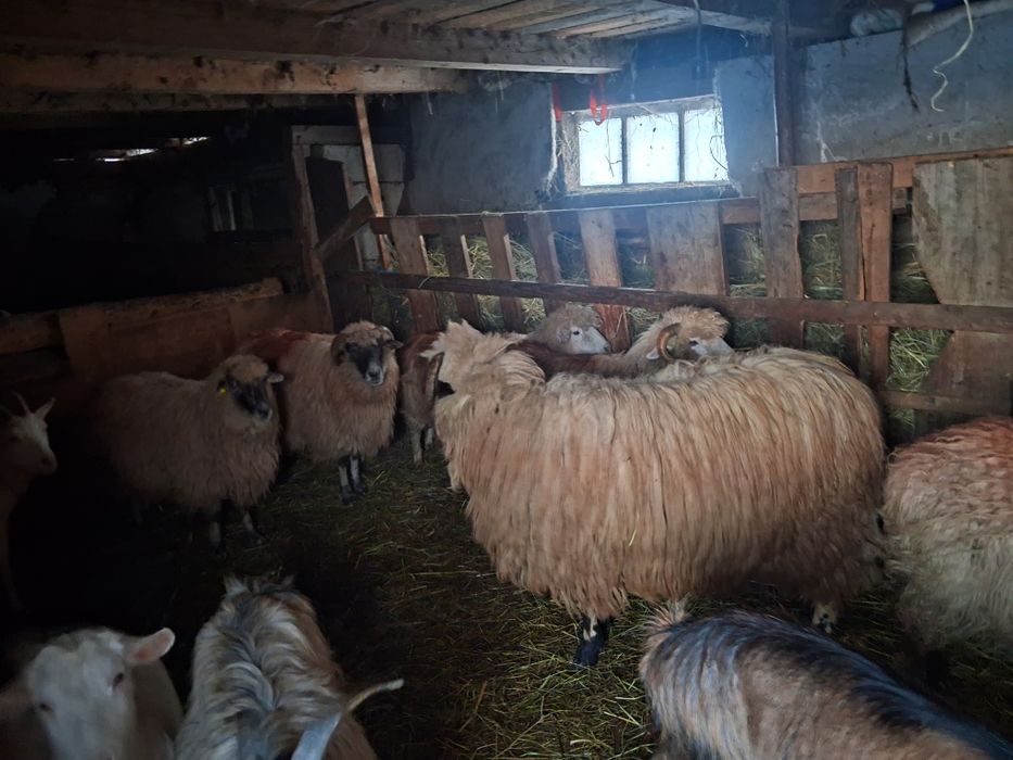 Berbec. De 2. Ani  schimb cu oi sau capre