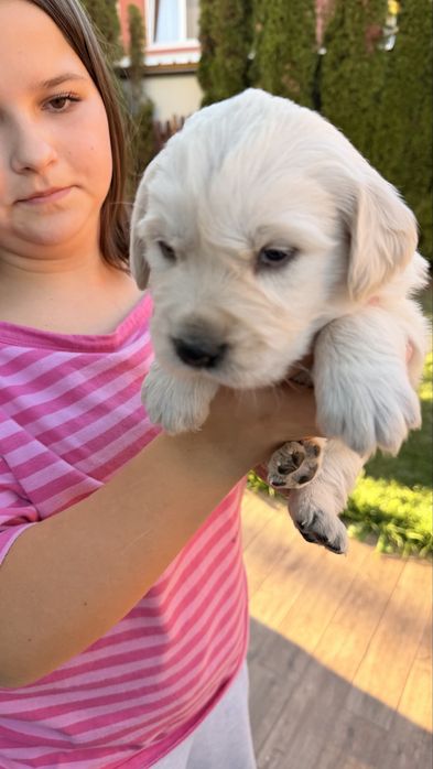 Pui Golden Retriever