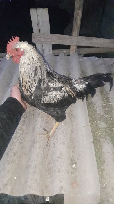 Xonaki xoroz sotuvda