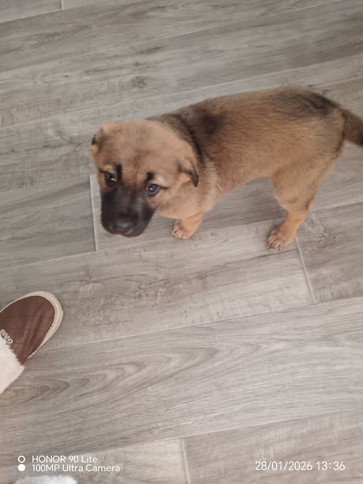 Отдам в хорошие добрые руки