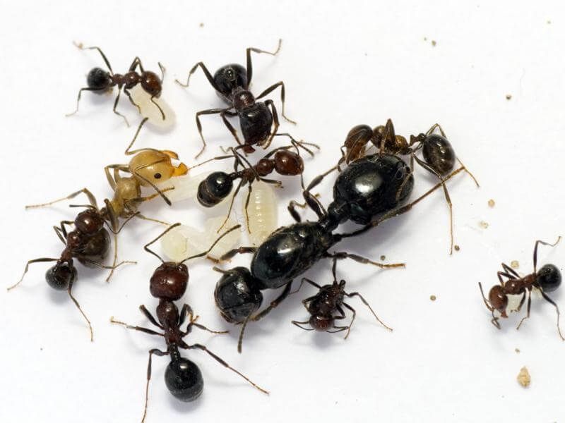 Муравей для начинающих