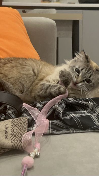 Отдам котенка-девочка