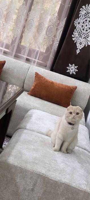 Зотли Скотиш фолд нарсалари бн сотилади