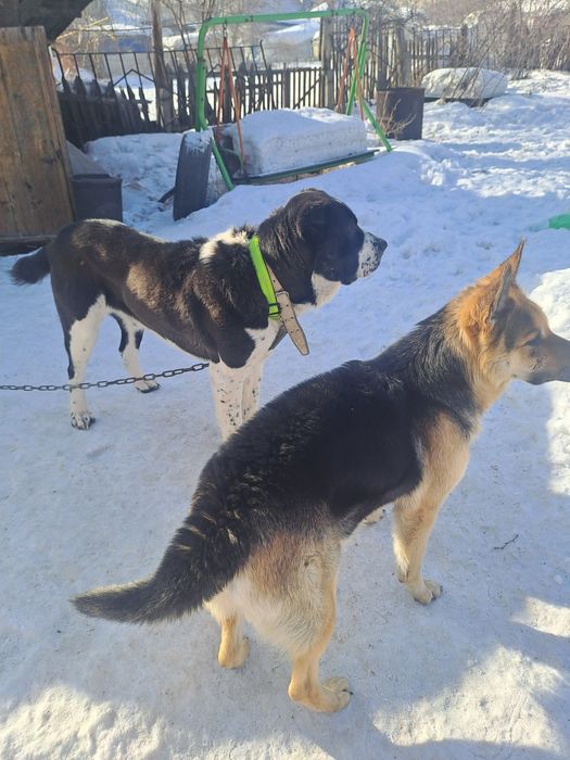 Продам щеночков.