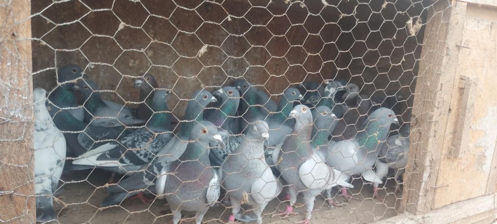 Vând Porumbei Voiajori!