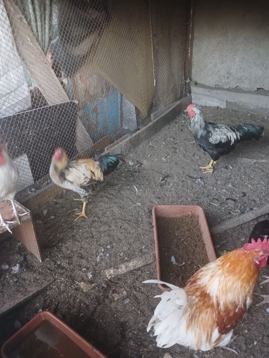 Продам молодых петушков