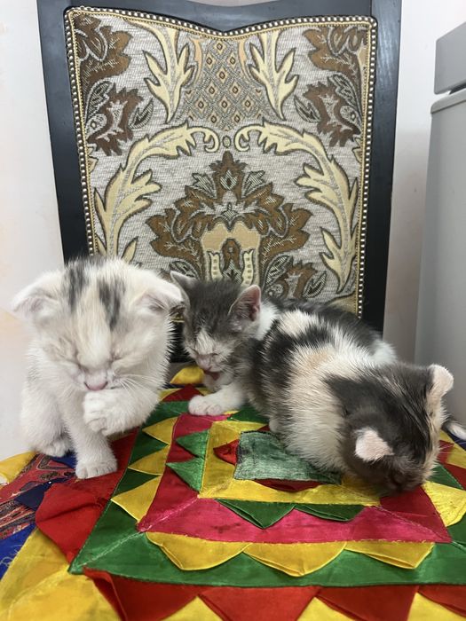 Отдам котят в добрые руки