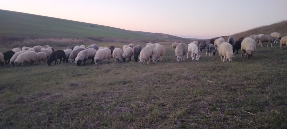 De vânzare oi turcane