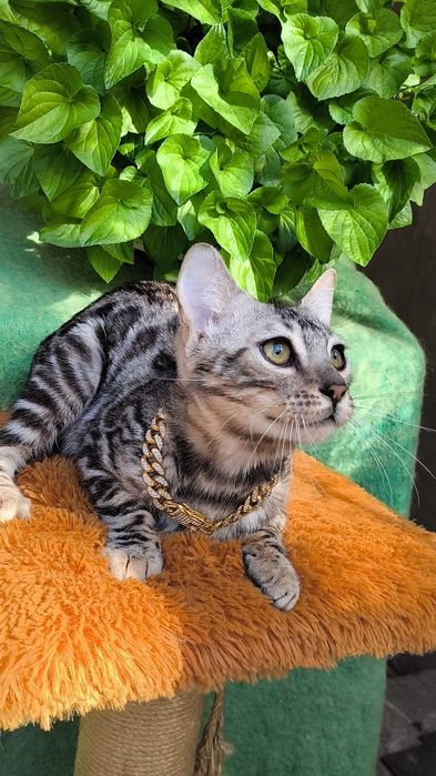 Бенгало- Барсы. Котята