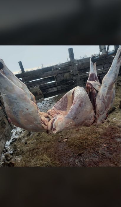 Тай кунан    Лошади