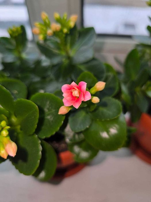 Продам каланхоэ цветущее