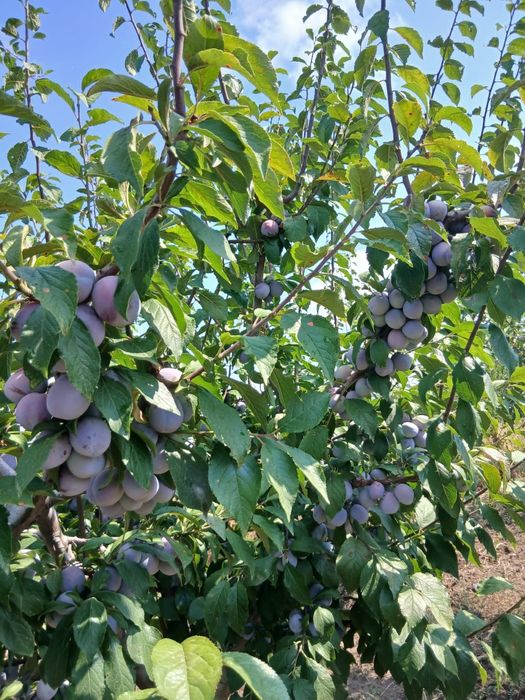 Salut  am prune naturale