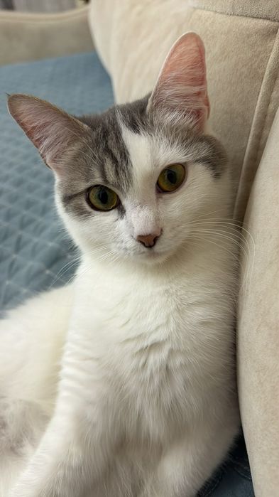 Отдам даром кота