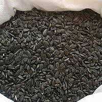 floarea soarelui 4 Tone