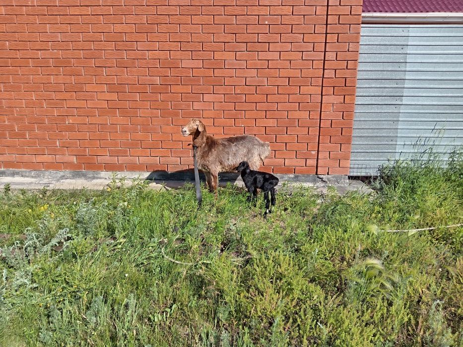 Продам овцу с ягненком
