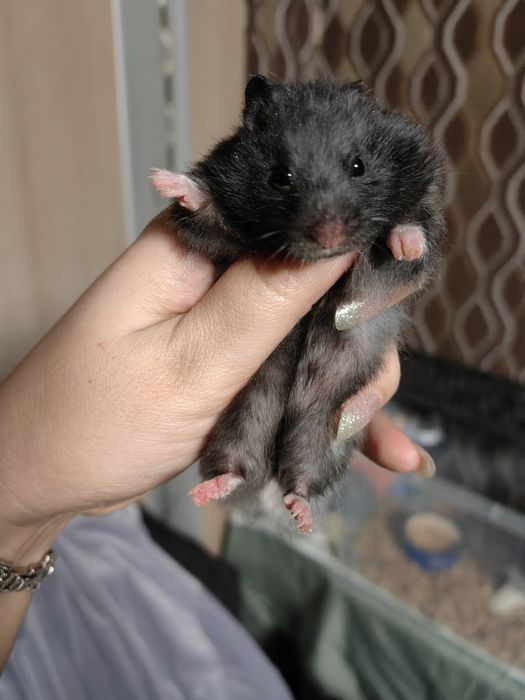 Сирийский хомячок