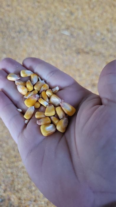 Porumb boabe uscat cu bob mare