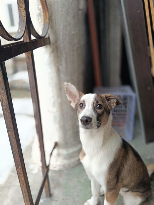 Ищет дом девочка!